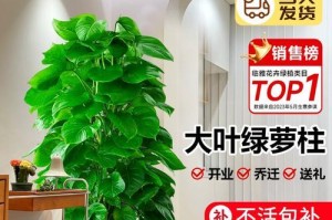 如何科学浇水养护柱子绿萝（科学浇水养护柱子绿萝的方法和注意事项）