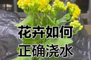 室内花的浇水保养技巧（让你的室内花儿长得更加茁壮的秘诀）