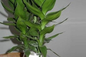 以莲花竹为主题的养殖技巧大全（打造绿意盎然的莲花竹园，了解种植要点，开启美丽花之旅）