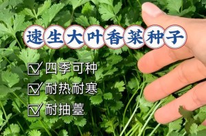 从种子到香菜（探寻香菜种植的技巧和养护方法）