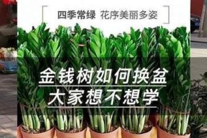 金钱树换盆换土的正确方法（让您的金钱树健康茁壮成长的关键步骤）