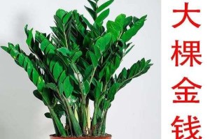 雪铁芋的养殖之道（一步步教你如何正确养护雪铁芋）