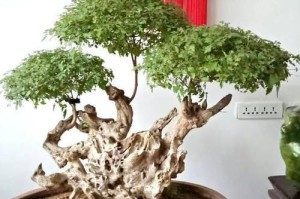 如何选择适合黄荆盆景的盆？