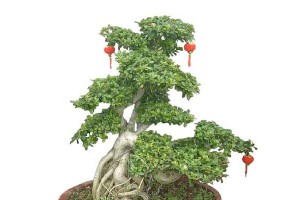 探秘人参榕树盆景的魅力（从选材到养护，打造独特的人参榕树盆景）