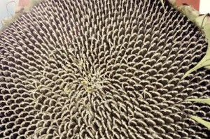 葵花成熟期及采摘技巧（了解葵花的成长规律，享受健康美味）