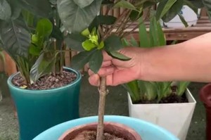 如何防止花木的黄叶掉落（一些简单的方法帮助您保持健康的植物）
