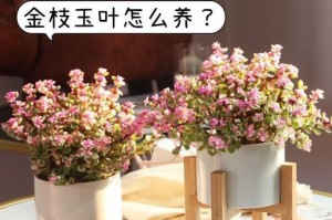 金枝玉叶的冬季养护之道（室内温暖环境，水分适中，健康成长）