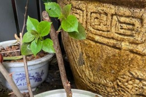 探秘水插三角梅的方法与技巧（从萌芽到盛开，打造属于你的三角梅花园）