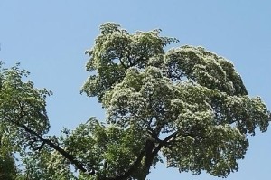 探秘降龙木——一种神奇的植物（产地、特性、用途及价值分析）