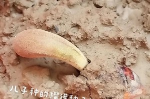 以榴莲籽发芽头顶的奇特现象（探索榴莲籽发芽头顶后果及关键因素）