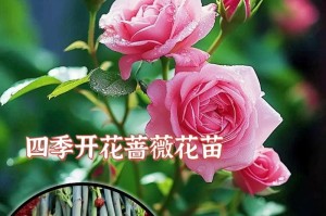 如何种植蔷薇花（从选地到养护，轻松打造美丽花园）