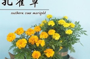 孔雀植物修剪指南（打造健康繁茂的孔雀植物花园）