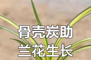 以短根兰花怎么种——打造美丽花园的绝佳选择（短根兰花种植指南，轻松成就繁花似锦）