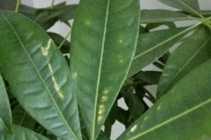 如何有效防治发财树生蚜虫（掌握关键技巧，保护您的绿色财富）
