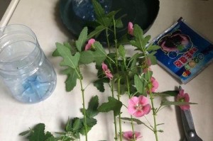 探索无土种植的魅力与技巧（以水为土，打造创新型花卉种植方式）