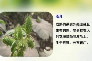 苹果传播种子的方式（从风传到动物消化，苹果种子的奇妙传播方式）