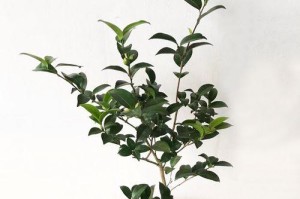 养护茶梅花盆的技巧与注意事项（掌握关键步骤，让茶梅花盆长盛不衰）