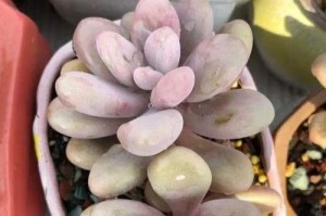 以桃子骨头怎么发芽（在家种桃子，以桃子骨头发芽轻松实现）