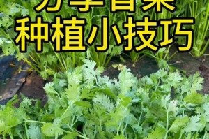 北方香菜种植技巧与注意事项（从选种到收获全面解析，让你轻松种出香菜）