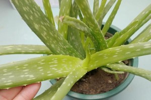 芦荟冬天叶子发黑的原因与解决办法（揭秘芦荟冬季叶片变黑背后的真相，教你如何有效保护芦荟植物）