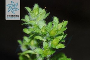 玄参科代表植物的共性特征剖析（探究玄参科植物的形态、生长习性及药用价值）