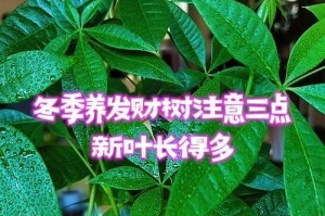 冬季发财树管理秘籍（打造繁茂富饶的冬季发财树）