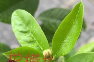 柠檬花盆栽养护指南（打造鲜艳多汁的柠檬花盆栽，关键是养护有道！）