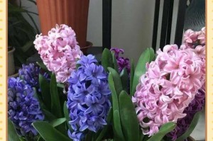 风信子土培指南（从发芽前的土培技巧让风信子焕发生机）