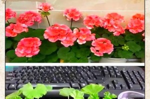 深浅两盆，天竺葵哪个更好？（比较深盆和浅盆的优缺点，选择最适合种天竺葵的花盆）