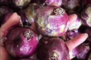 风信子之色——探索花朵色彩的奥秘（以风信子的颜色为主题，解读色彩对花朵的意义与表达）
