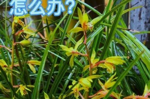 探究兰花叶子变黄变黑的原因（揭秘兰花叶子变色的奥秘）