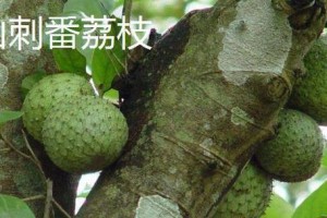 以番荔枝种子繁殖（掌握番荔枝种子繁殖的关键，打造美丽果园）
