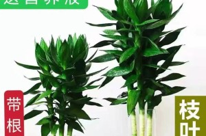 观音竹的养殖技巧（打造旺盛的观音竹，享受自然之美）