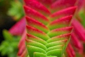 以茜之塔多肉的上盆技巧（打造茜之塔多肉的完美家园）