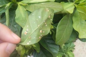 珍珠吊兰生虫子怎么办？（戳穿解决珍珠吊兰虫害的妙招！）