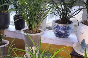 兰花栽培管理指南（新手也能轻松培养出繁盛的兰花）