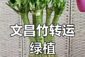 打造步步高升的植物（用关爱和科学方法助力植物健康成长）