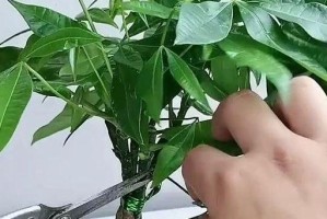 四季发财树的修剪技巧（打造繁茂枝叶，助你财运滚滚来！）