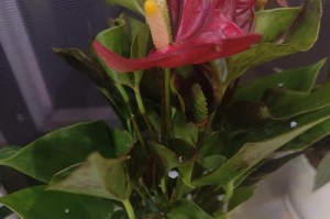 盆栽一凡风顺的花养殖指南（打造繁花似锦的盆栽花园，享受轻松养花乐趣）