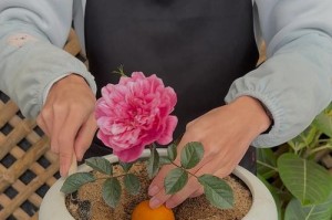 以扦插的花怎么养（掌握扦插技巧，培育自己的花园花朵，享受种植的乐趣）