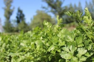 北方香菜种植全攻略（最佳种植时间、种植方法、养护技巧、应对病虫害等）