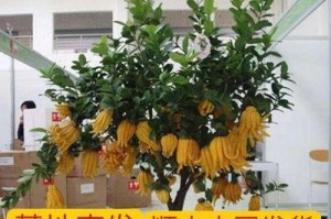 金佛手盆栽的养殖指南（一起来学习如何正确养殖金佛手盆栽吧！）