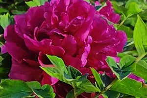 牡丹花有香味吗？（揭开牡丹花的神秘面纱｜解读花香的来源）