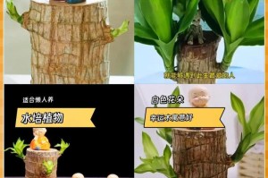 巴西木的家庭养法（快速掌握巴西木的养殖技巧）
