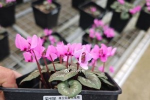 以仙客来怎么多开花——探秘花卉繁衍之道（掌握关键要素让花朵绽放无限生机）