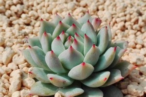 探秘以蒂比多肉的养护技巧（打造健康多肉生活的秘密）