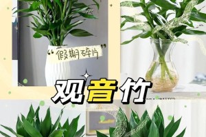 观音竹养护技巧，让它旺盛生长（以观音竹怎么养才能旺盛）