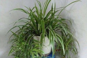 室内吊兰的冬季养护秘籍（温度控制是关键，关注光照和水分也很重要）