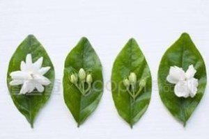 以末莉花为主题的文章（末莉花）