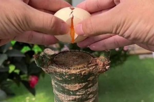 如何养好发财树，让其茁壮成长（掌握关键技巧，打造繁茂的发财树之路）